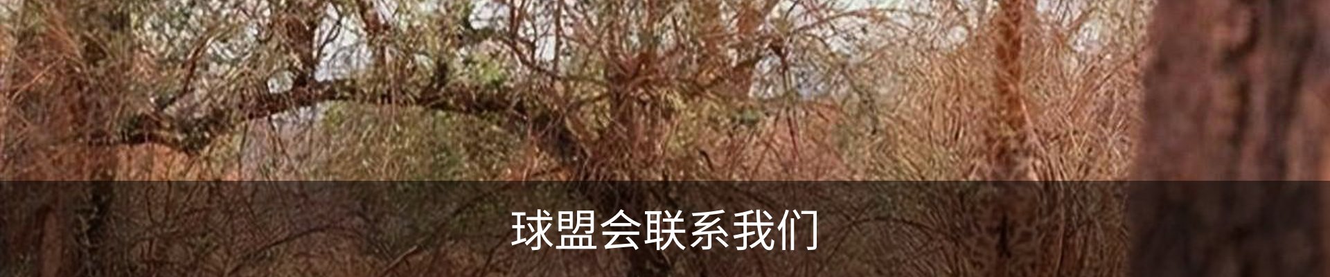 球盟会联系我们